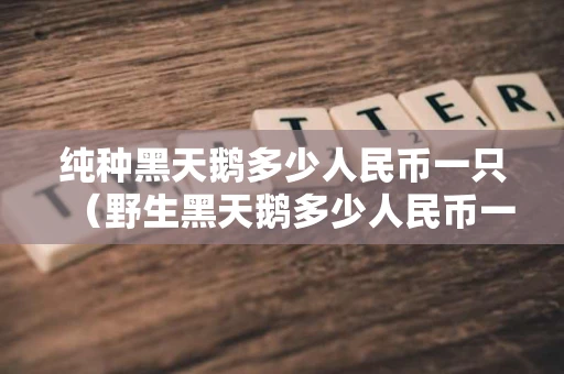 纯种黑天鹅多少人民币一只（野生黑天鹅多少人民币一只）